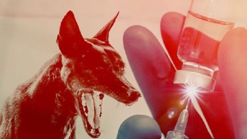 BNPB Menyiapkan Pembentukan Satgas untuk Penanganan Darurat Rabies