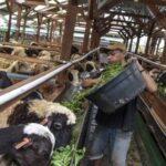 BRIN Menegaskan Urgensi Pemberian Pakan Ternak Berbasis Bahan Lokal