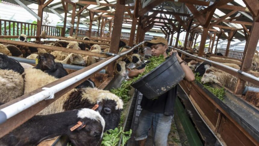 BRIN Menegaskan Urgensi Pemberian Pakan Ternak Berbasis Bahan Lokal
