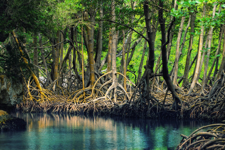 BRIN Ungkap Kemampuan Penyerapan Karbon oleh Tanaman Mangrove