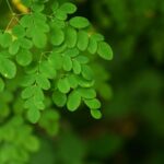 Daun Kelor sebagai Alternatif Makanan Bergizi yang Berpotensi