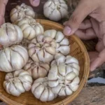 Kementan Mendorong Program Wajib Tanam Bawang Putih untuk Peningkatan Produksi