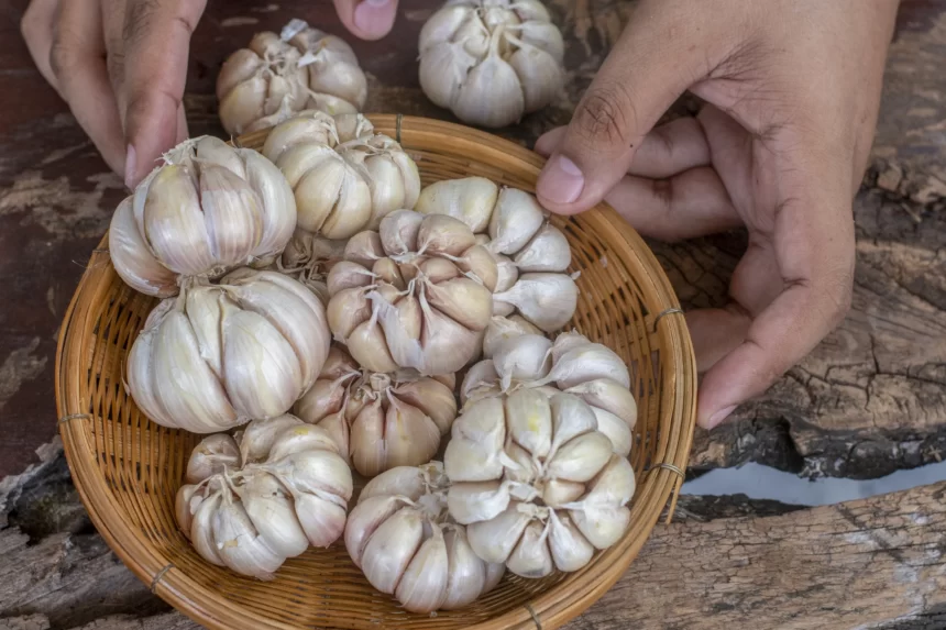 Kementan Mendorong Program Wajib Tanam Bawang Putih untuk Peningkatan Produksi