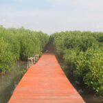 Mangrove : Pilar Keanekaragaman Hayati dan Inisiatif Mitigasi Bencana