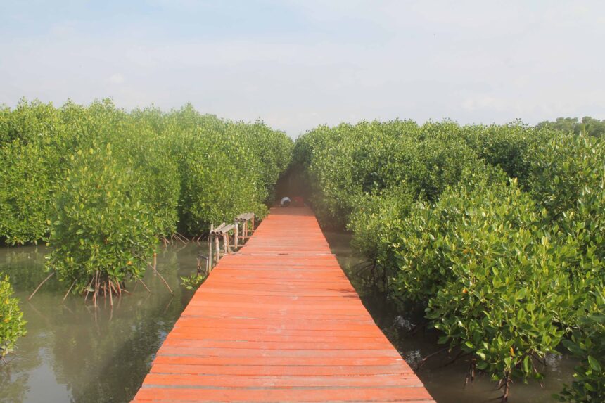 Mangrove : Pilar Keanekaragaman Hayati dan Inisiatif Mitigasi Bencana
