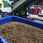Memanfaatkan Limbah Organik sebagai Aset dalam Ekonomi Sirkular