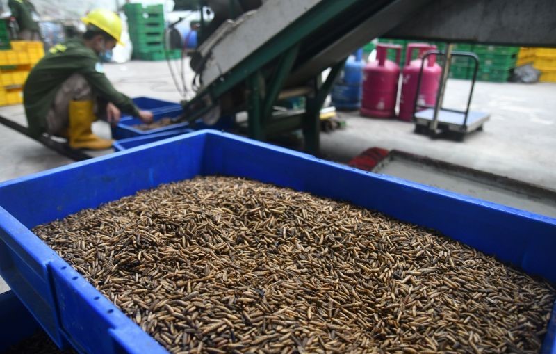 Memanfaatkan Limbah Organik sebagai Aset dalam Ekonomi Sirkular
