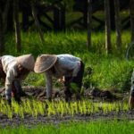 Musyawarah Reboan Mengungkap Kesulitan Petani dalam Mendapatkan Pupuk Subsidi