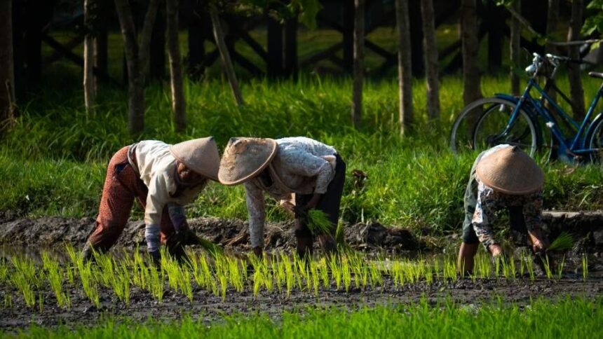 Musyawarah Reboan Mengungkap Kesulitan Petani dalam Mendapatkan Pupuk Subsidi
