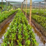 PT Timah Mengembangkan Pembibitan 10.376 Mangrove untuk Kelestarian Lingkungan