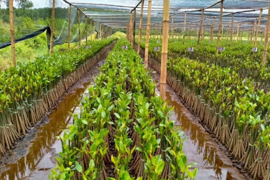 PT Timah Mengembangkan Pembibitan 10.376 Mangrove untuk Kelestarian Lingkungan