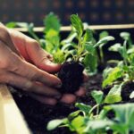 Petani Berharap Mendapatkan Bantuan Pupuk Bersubsidi untuk Tanaman Hortikultura