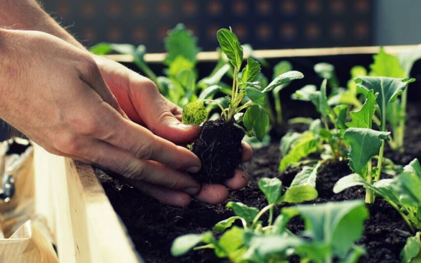 Petani Berharap Mendapatkan Bantuan Pupuk Bersubsidi untuk Tanaman Hortikultura