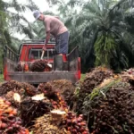 Tanggapan Industri Sawit terhadap Dakwaan Pelanggaran Lingkungan