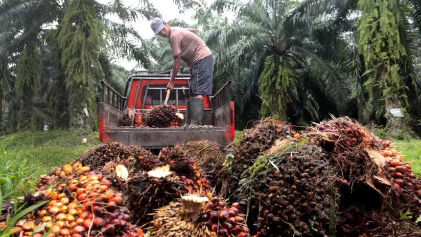 Tanggapan Industri Sawit terhadap Dakwaan Pelanggaran Lingkungan