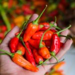 Tips Menyiasati Cabai agar Tidak Cepat Busuk dengan Penyimpanan di Tempat Kering