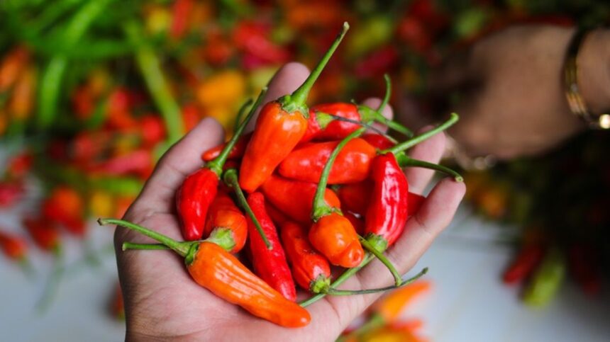 Tips Menyiasati Cabai agar Tidak Cepat Busuk dengan Penyimpanan di Tempat Kering