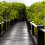 Indonesia Menjadi Ketua Aliansi Mangrove Global dengan 34 Negara Anggota