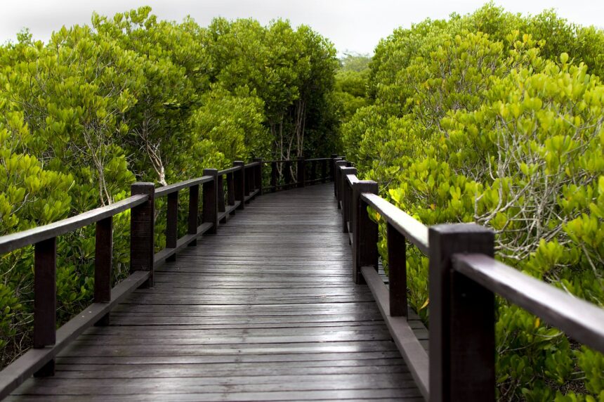 Indonesia Menjadi Ketua Aliansi Mangrove Global dengan 34 Negara Anggota
