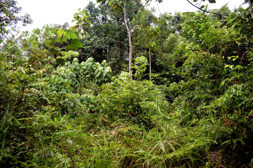 Kemenko Marves Fasilitasi Interkoneksi Sistem Informasi Produk Hutan