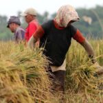 Optimalisasi Sawah sebagai Solusi Keluar dari Jeratan Impor Beras
