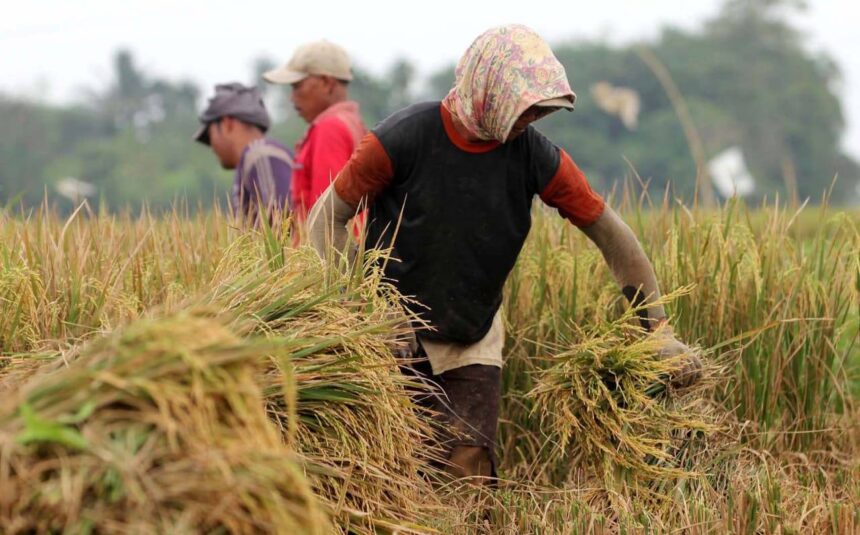 Optimalisasi Sawah sebagai Solusi Keluar dari Jeratan Impor Beras