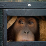 Pemerintah Indonesia Kembalikan 3 Orang Utan dari Thailand