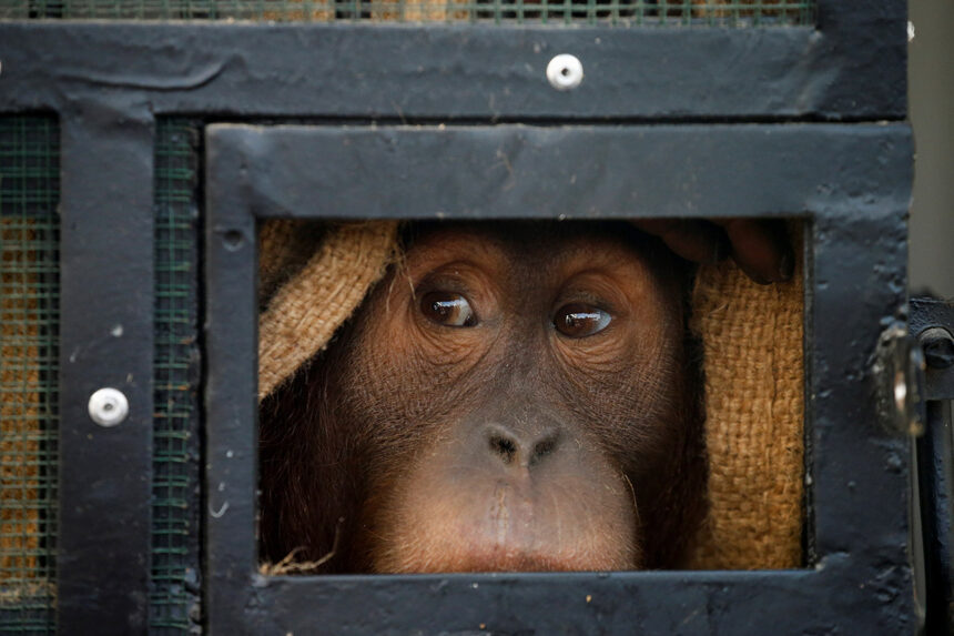 Pemerintah Indonesia Kembalikan 3 Orang Utan dari Thailand