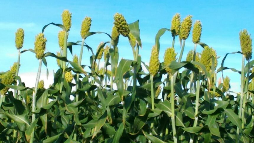 BRIN Inisiasi Pengembangan Varietas Baru Sorgum Manis untuk Produksi Bioetanol