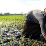 DKPP : Gerakan Tanam sebagai Antisipasi Penggunaan Lahan Pertanian yang Belum Dimanfaatkan