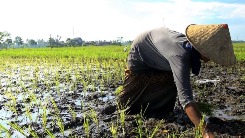 DKPP : Gerakan Tanam sebagai Antisipasi Penggunaan Lahan Pertanian yang Belum Dimanfaatkan