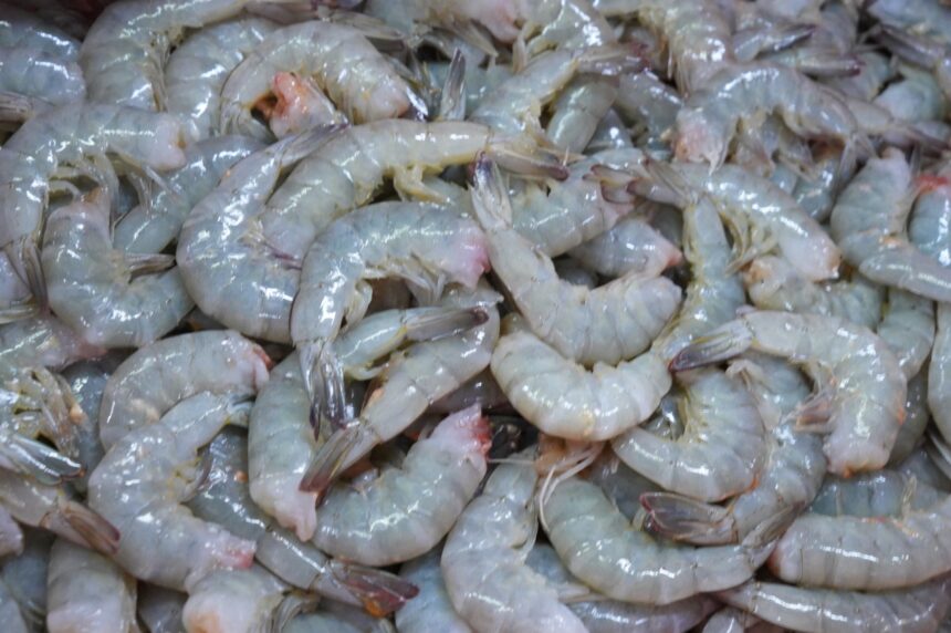 KKP Membuka Peluang Akses Pasar Alternatif bagi Ekspor Udang