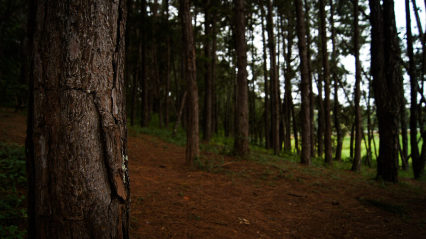 KLHK Sedang Meninjau Metodologi Data Deforestasi dari Global Forest Watch