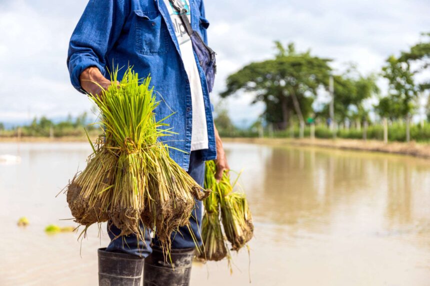Kementerian Pertanian Berkolaborasi dengan Petani Muda sebagai Duta Pertanian