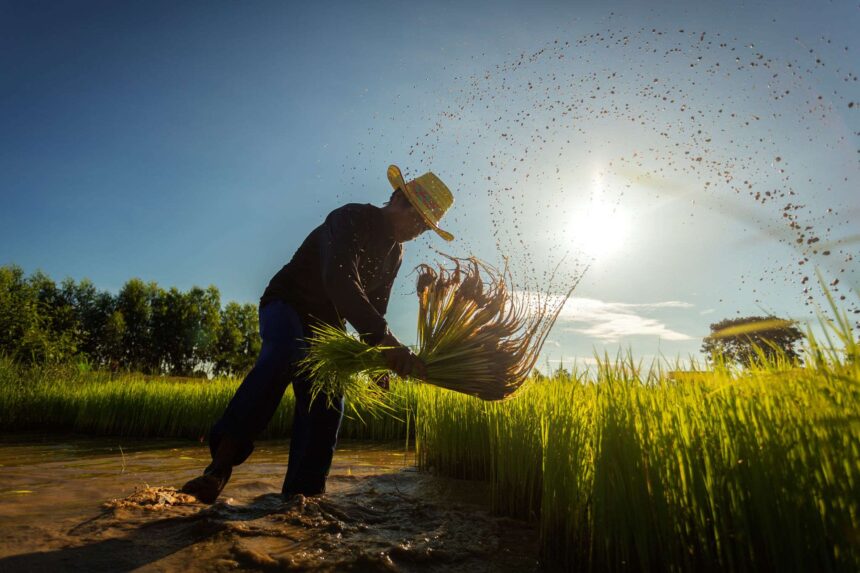 Kerja Sama Indonesia dan FAO untuk Menciptakan Generasi Petani Muda