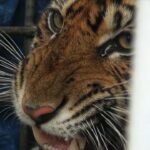 KLHK : Pentingnya Memulihkan Ekosistem untuk Mengatasi Konflik Antara Harimau dan Manusia