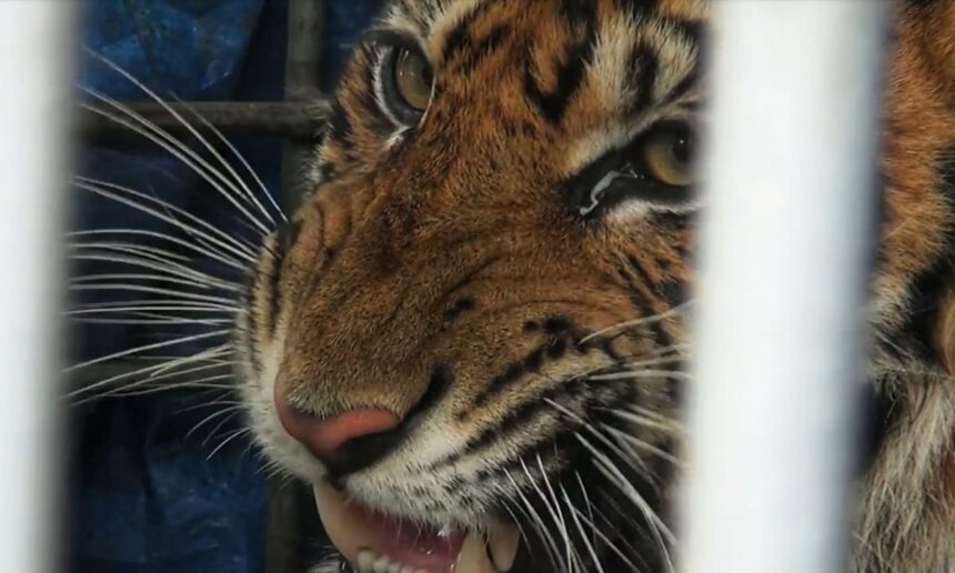 KLHK : Pentingnya Memulihkan Ekosistem untuk Mengatasi Konflik Antara Harimau dan Manusia