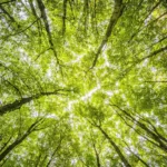 NTT Group dan ClimateForce, Menciptakan Hutan Hujan Cerdas Pertama di Dunia