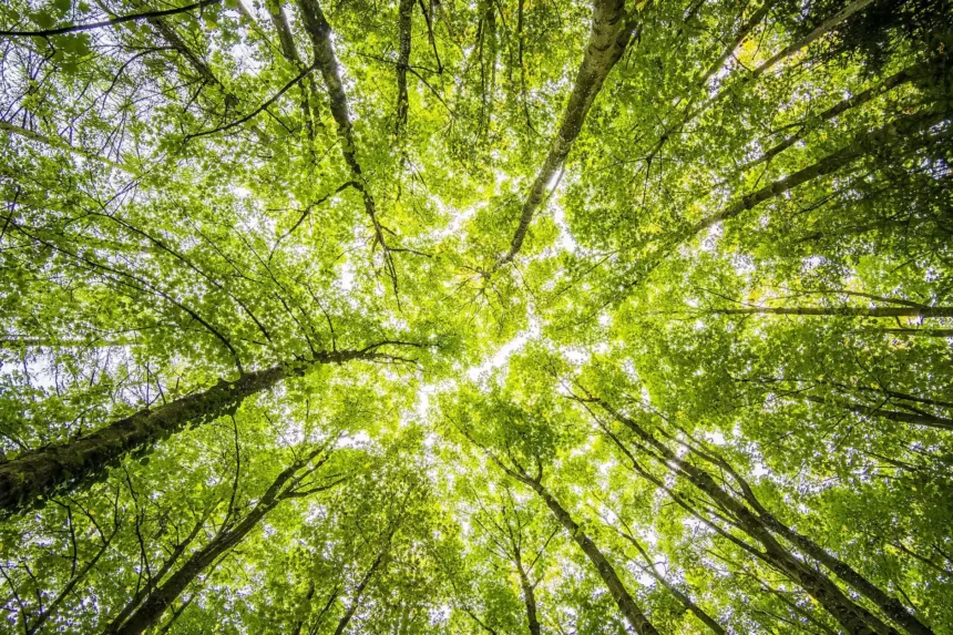 NTT Group dan ClimateForce, Menciptakan Hutan Hujan Cerdas Pertama di Dunia