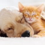 Apa yang Dimimpikan Kucing dan Anjing Saat Tidur? Temuan dari Para Peneliti