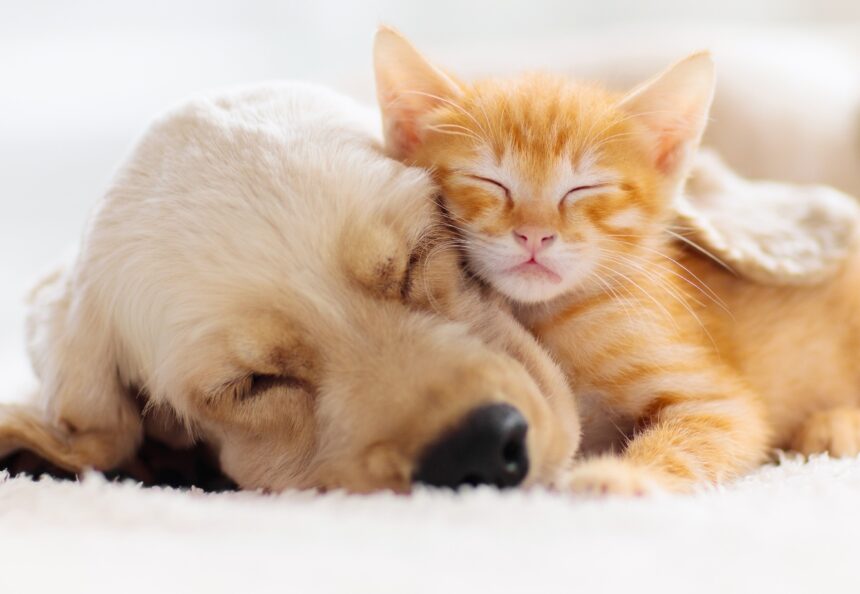 Apa yang Dimimpikan Kucing dan Anjing Saat Tidur? Temuan dari Para Peneliti