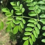 BRIN Mendalami Potensi Daun Kelor dalam Mengatasi Stunting dan Anemia