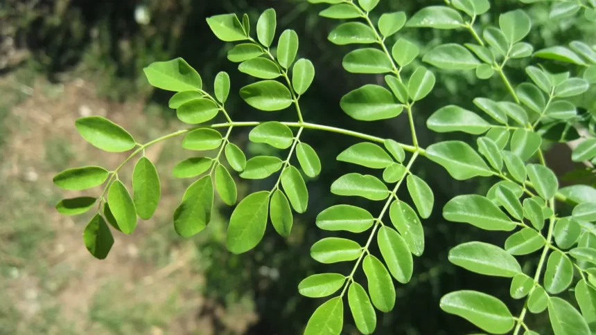 BRIN Mendalami Potensi Daun Kelor dalam Mengatasi Stunting dan Anemia