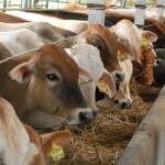 BRIN Menghadirkan Suplemen untuk Meningkatkan Produktivitas Sapi Potong