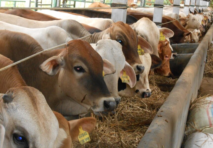 BRIN Menghadirkan Suplemen untuk Meningkatkan Produktivitas Sapi Potong