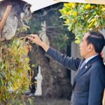 Jokowi Berinteraksi dengan Koala saat Makan Siang di Government House