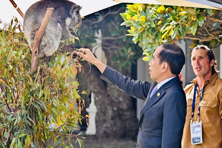 Jokowi Berinteraksi dengan Koala saat Makan Siang di Government House