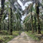 Kementan : Potensi Lahan Peremajaan Sawit Rakyat Mencapai 1 Juta Hektare