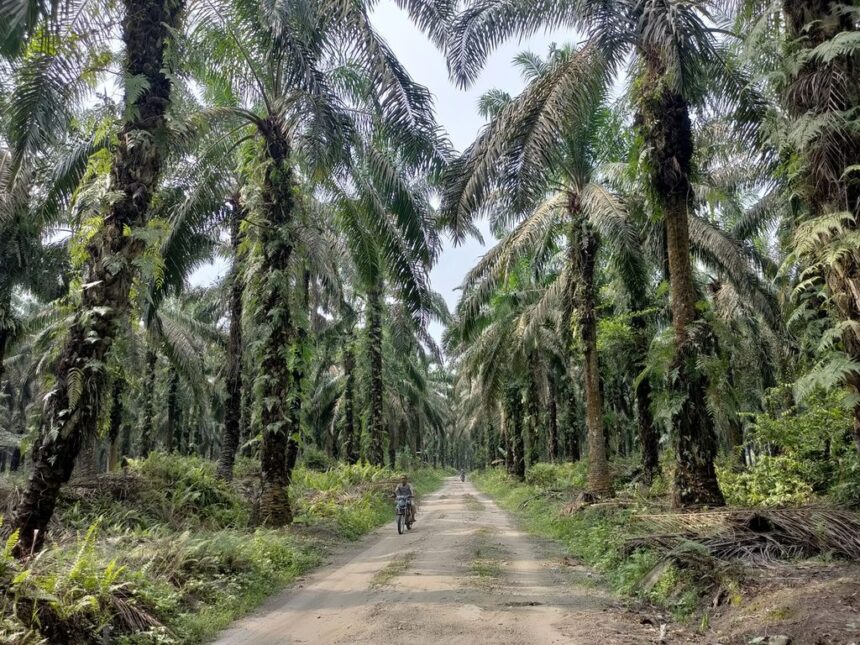 Kementan : Potensi Lahan Peremajaan Sawit Rakyat Mencapai 1 Juta Hektare