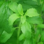 Manfaat Daun Stevia Sebagai Imunomodulator